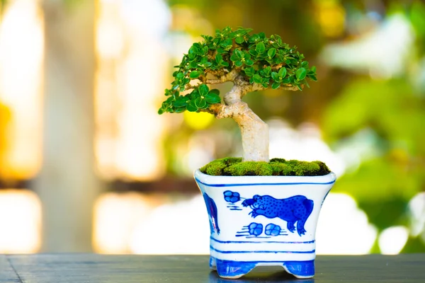 Bokeh arka plan üzerinde atış bonsai kapatın