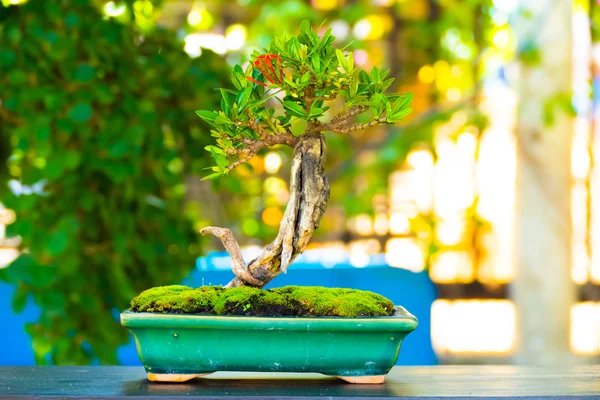 Close up colpo bonsai su sfondo bokeh — Foto Stock