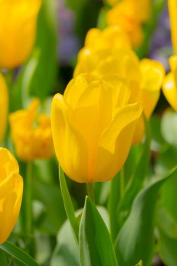 Lale. Lale güzel buket. renkli Lale.