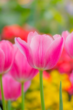 Lale. Lale güzel buket. renkli Lale.