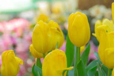 Lale. Lale güzel buket. renkli Lale.