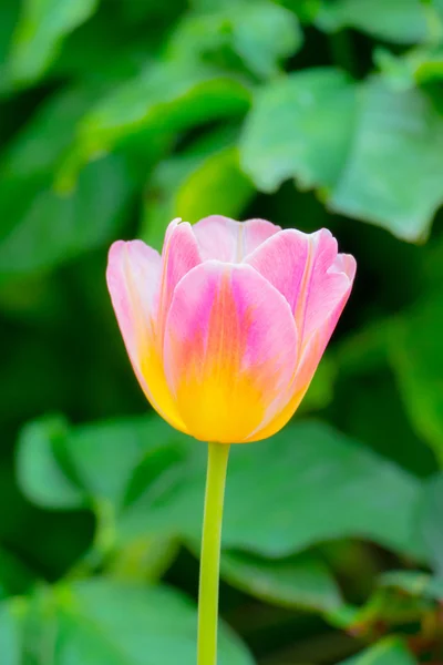 Tulipán. Hermoso ramo de tulipanes. tulipanes coloridos . — Foto de Stock