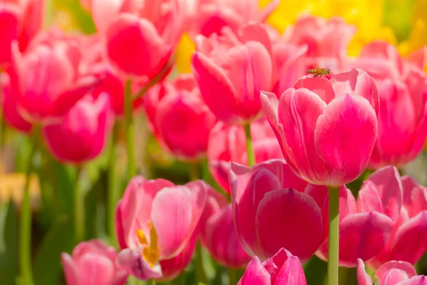 Tulip. Beautiful bouquet of tulips. colorful tulips.