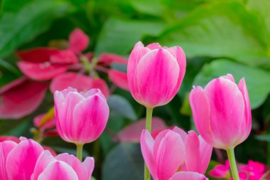 Lale. Lale güzel buket. renkli Lale.