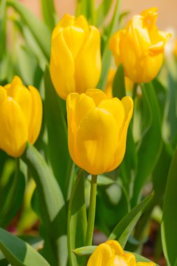 Lale. Lale güzel buket. renkli Lale.