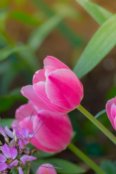 Tulip. Beautiful bouquet of tulips. colorful tulips. — Stock Photo, Image