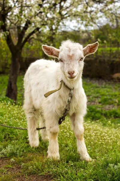 Koza na zielony trawnik — Zdjęcie stockowe