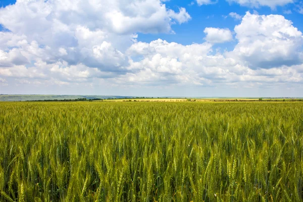 フィールド上の小麦 — ストック写真