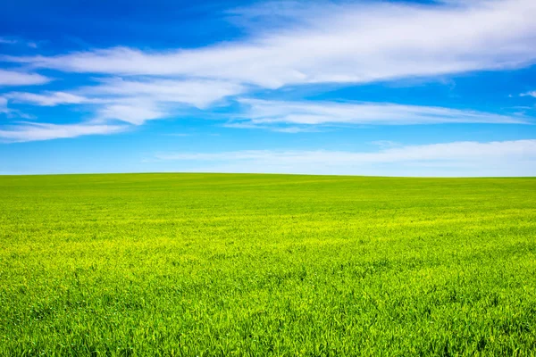 The wheat on the field — Stock Photo, Image