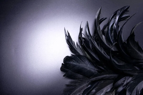 검은 색 깃털, 빛의 무늬 스톡 사진