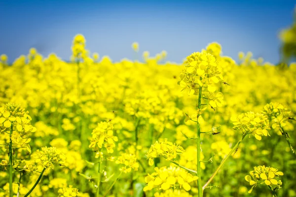 Canola — Fotografia de Stock