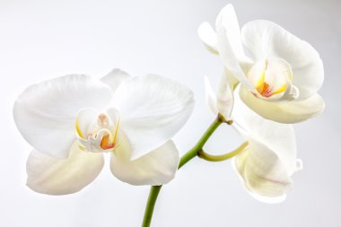 Beyaz Orkide
