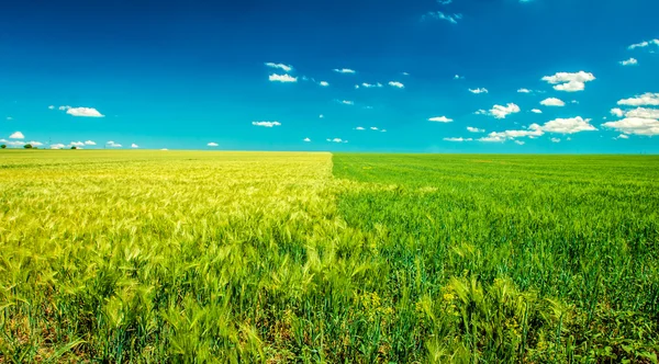 Yellow green wheat — ストック写真