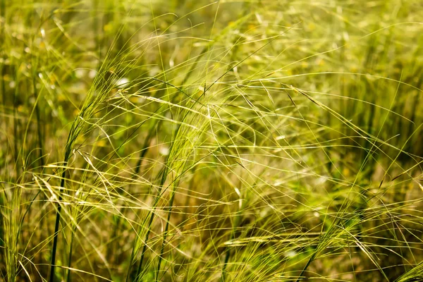 Zelená tráva — Stock fotografie