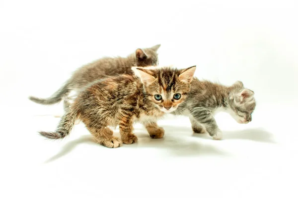 三只小猫 — 图库照片