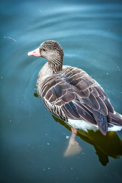 Kachna na jezeře — Stock fotografie