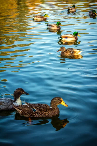 Kachny na jezeře — Stock fotografie