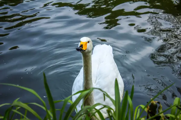 Bílá labuť na jezírku — Stock fotografie