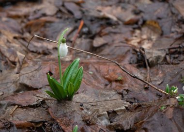 Nadir bir türün tek bir kar damlası yağışlı havada Galanthus uzantısı