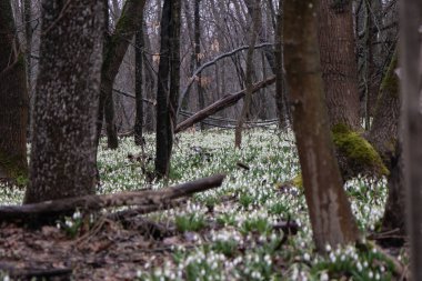 Ukrayna 'nın Çerkasya Bölgesi' nin Kholodnyy Yar yolunda nadir bulunan bir türün kardelenlerinin inanılmaz şekilde çiçek açması.