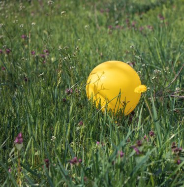 Sarı balon ve otların arasında karahindiba