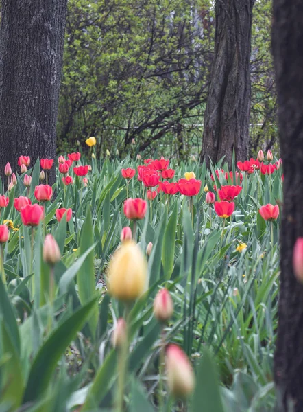 Muchos Tulipanes Entre Los Árboles — Foto de Stock