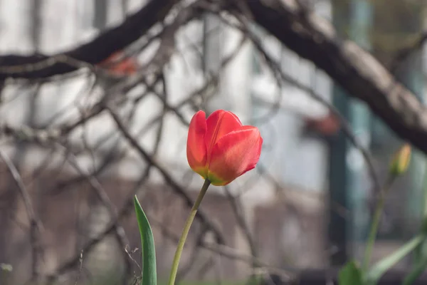 Une Seule Tulipe Brillante Sur Fond Des Branches Arbre — Photo