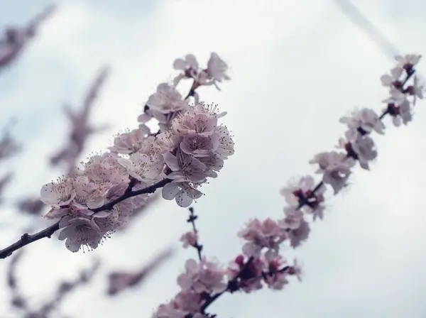 美丽的盛开的杏枝 — 图库照片