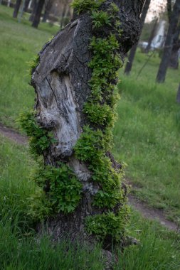 Ağaç gövdesi yapraklarla kaplı.