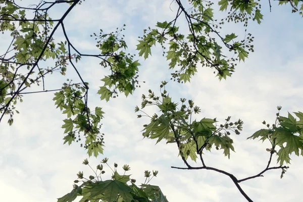 Maple Bladeren Tegen Een Heldere Lucht Met Pluizige Wolken — Stockfoto