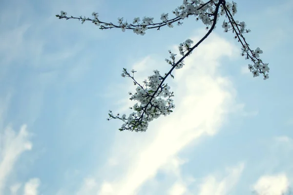 Ramo Cereja Florescente Contra Céu Claro — Fotografia de Stock