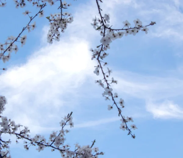 Nuvole Soffuse Cielo Limpido Incredibile Vista Attraverso Rami Ciliegio Fiore — Foto Stock