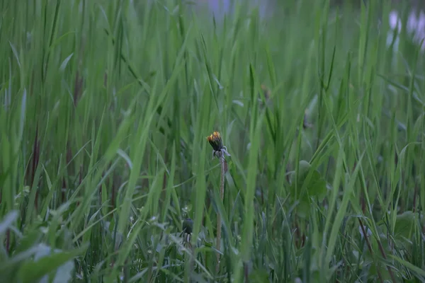 Macro Photographie Pissenlit Parmi Herbe Verte — Photo