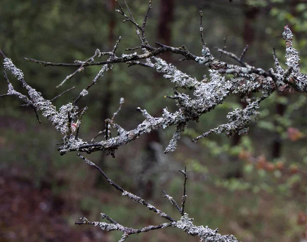 Kornobil Yasaklama Bölgesi 'nin doğası. Yosun ile kaplanmış bir dal