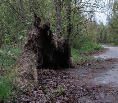 Terk edilmiş Pripyat şehrinde devrilmiş bir ağaç