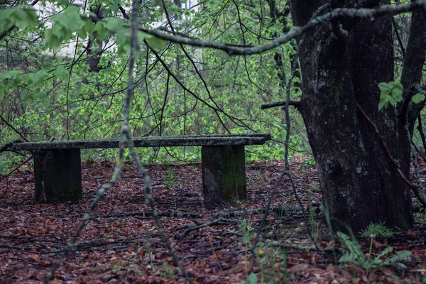 チェルノブイリの排他地帯でリヒーンと成長したベンチ — ストック写真