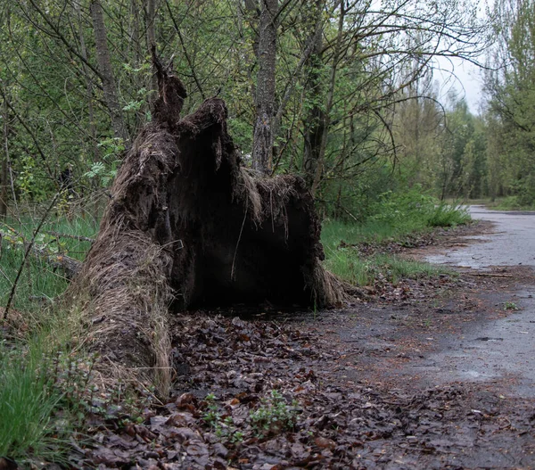 Terk edilmiş Pripyat şehrinde devrilmiş bir ağaç