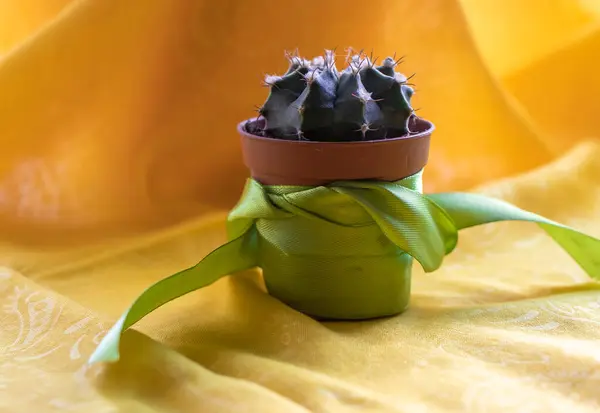 Kaktus Kecil Dengan Latar Belakang Kuning Pot Bunga Dibungkus Dalam — Stok Foto