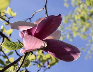 Güzel pembe manolya çiçeğinin makro fotoğrafı