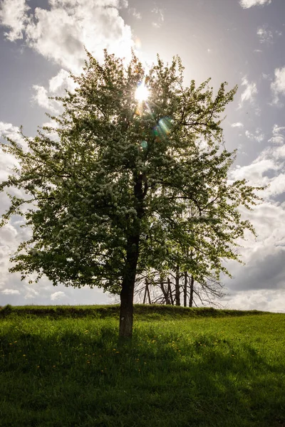 Bloeiende Perenboom Zonnestralen — Stockfoto