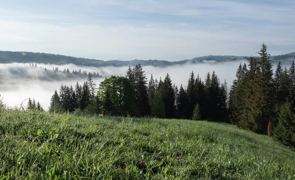 Karpat dağlarında yaz manzarası