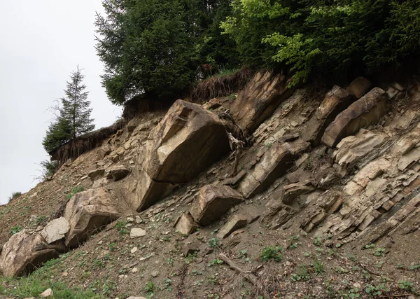 Kayalıklardaki ağaçlar