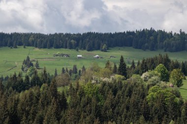 Karpat Dağları 'nın güzel yaz manzarası
