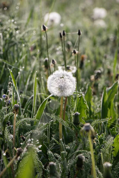 Dandelion Rays Morning Sun — Stock Photo, Image