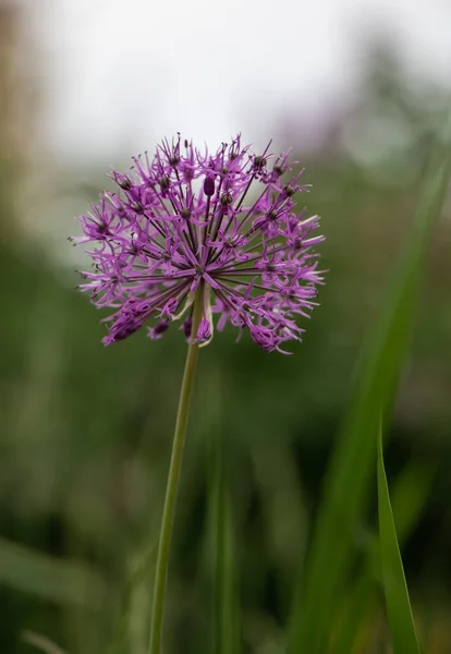 Fioritura Allium Rosenbachianum — Foto Stock