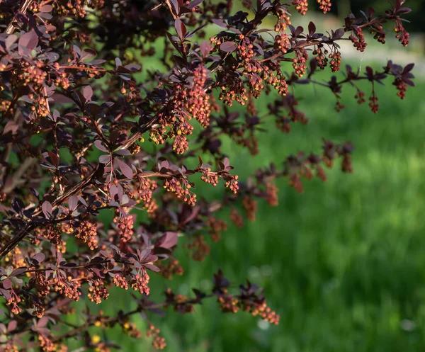 Las Ramas Brillantes Agracejo Sobre Fondo Hierba Verde — Foto de Stock