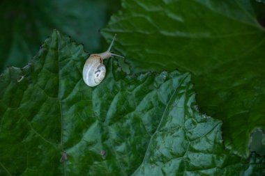 Yeşil yapraklı küçük bir salyangoz