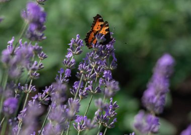 Kelebek lavanta dalında