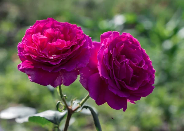 Zwei Schöne Rosa Zwillingsrosen — Stockfoto