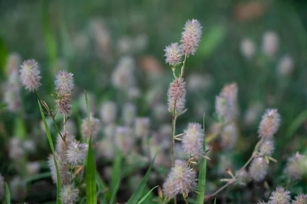 Fluffy Kwiatostany Oldfield Koniczyny Lub Trifolium Arvense — Zdjęcie stockowe